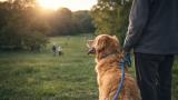 Atrani avvia l’iter per la prima area di sgambamento per cani